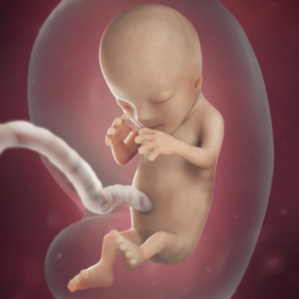 Беременность 12 3. Эмбрион на 12 неделе беременности. Плод ребенка на 12 неделе беременности. Плод на 12 недели беременности фото плода. Плод на 14 неделе беременности.