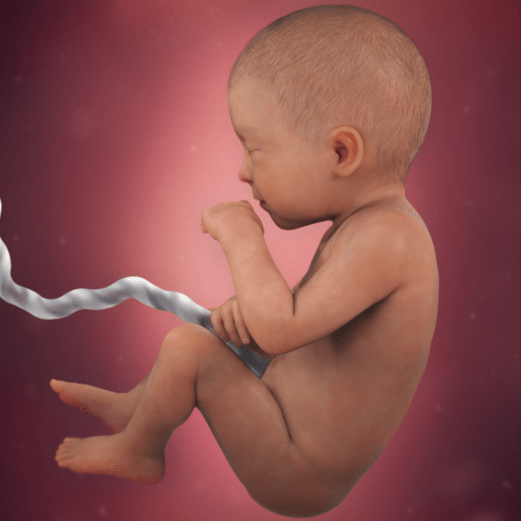 Продвижение сперматозоида к фаллопиевым трубам
