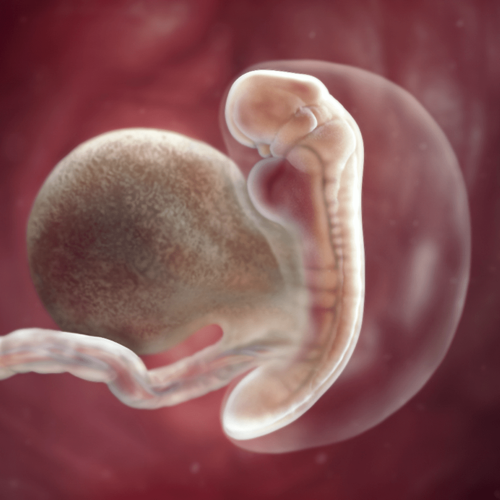 Как выглядит эмбрион 6 недель беременности фото
