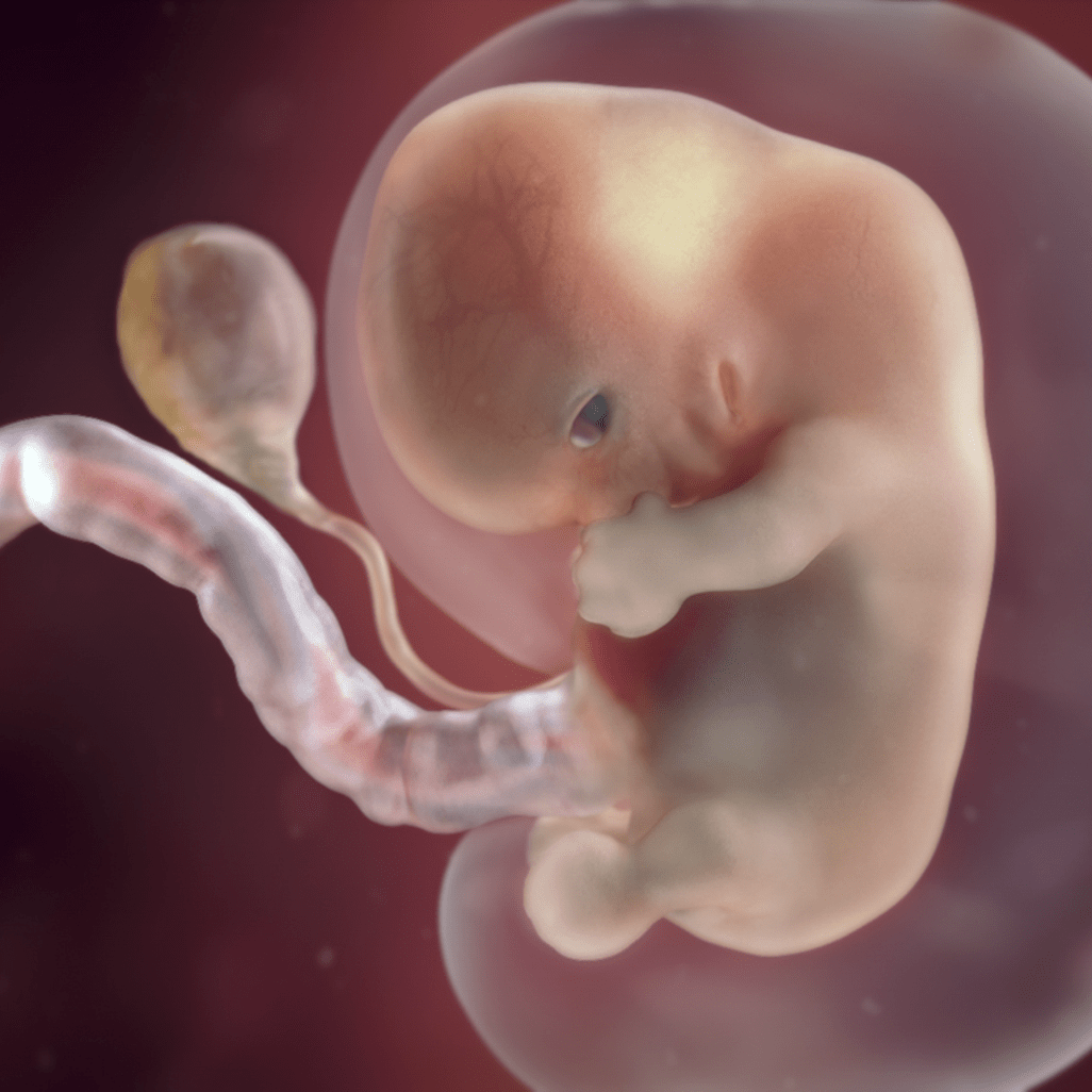 Как выглядит ребенок в 6 недель беременности фото
